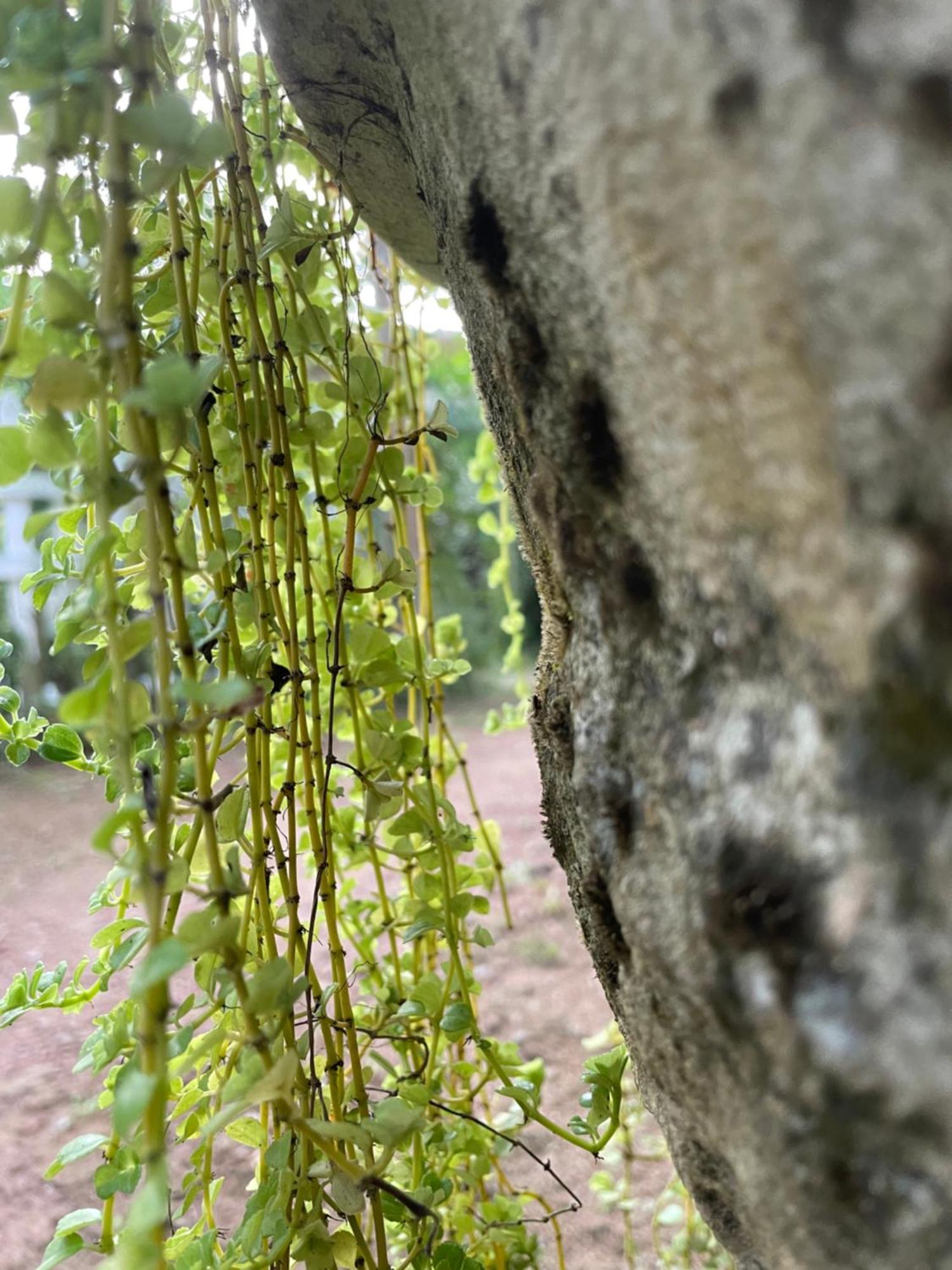 Eco Garden Hiriketiya Hotel Dikwella Ngoại thất bức ảnh
