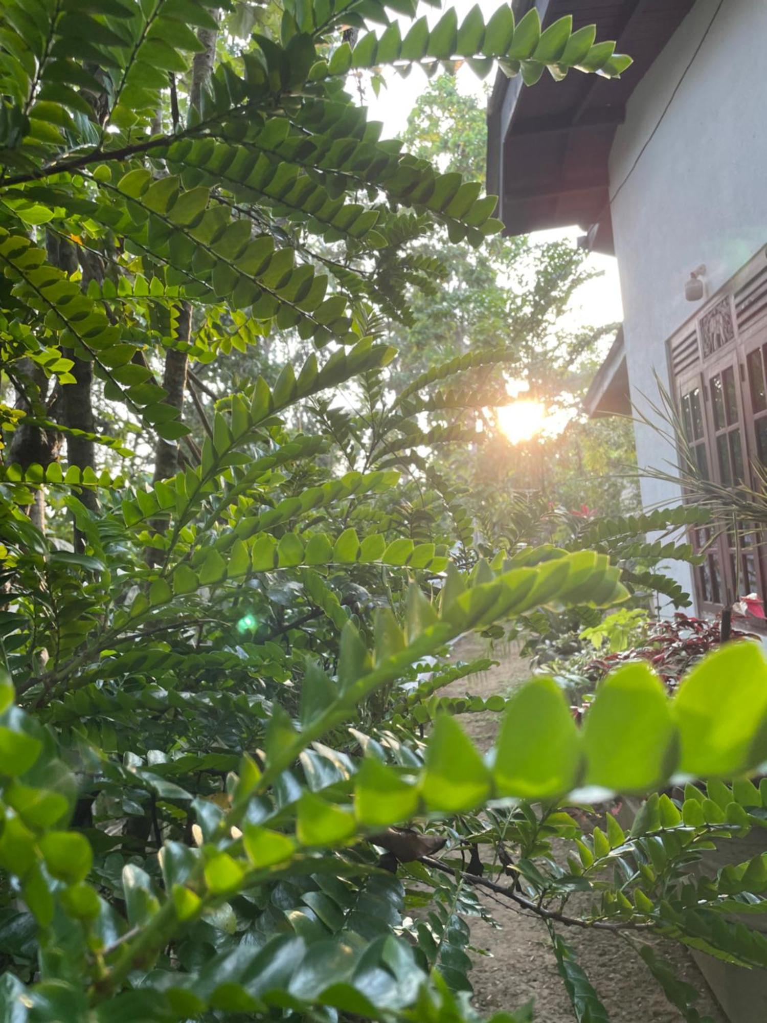 Eco Garden Hiriketiya Hotel Dikwella Ngoại thất bức ảnh