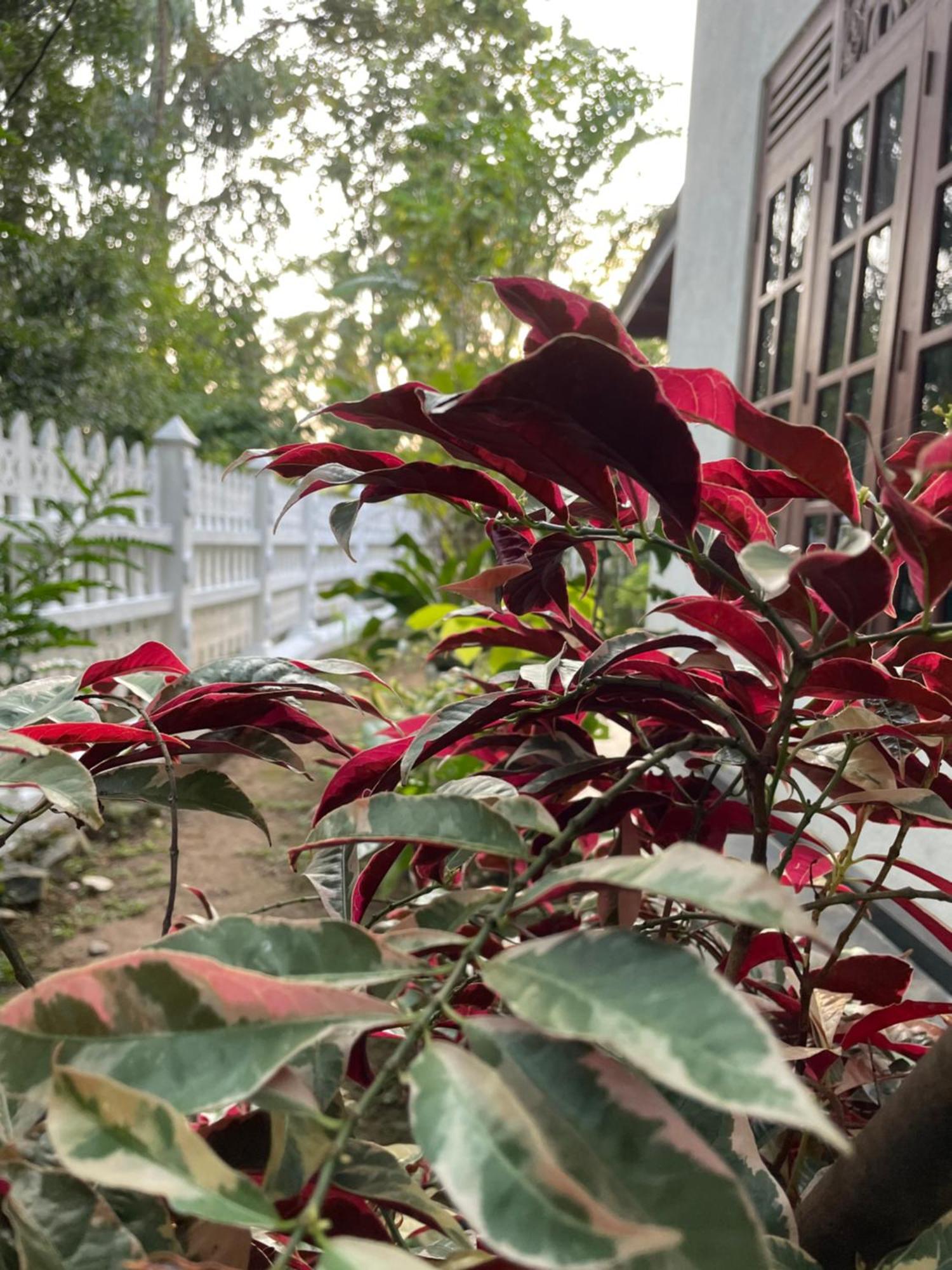 Eco Garden Hiriketiya Hotel Dikwella Ngoại thất bức ảnh