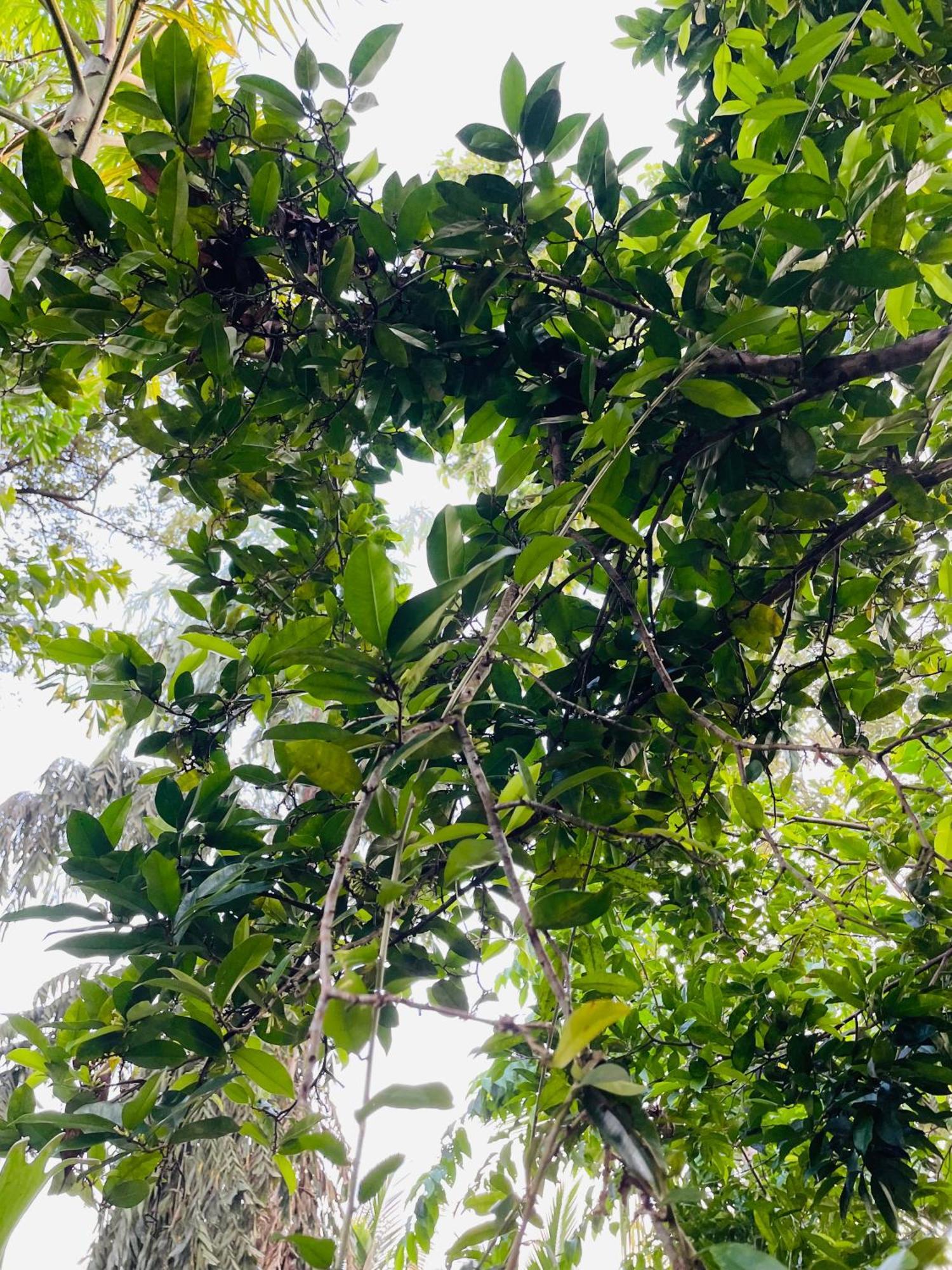 Eco Garden Hiriketiya Hotel Dikwella Ngoại thất bức ảnh
