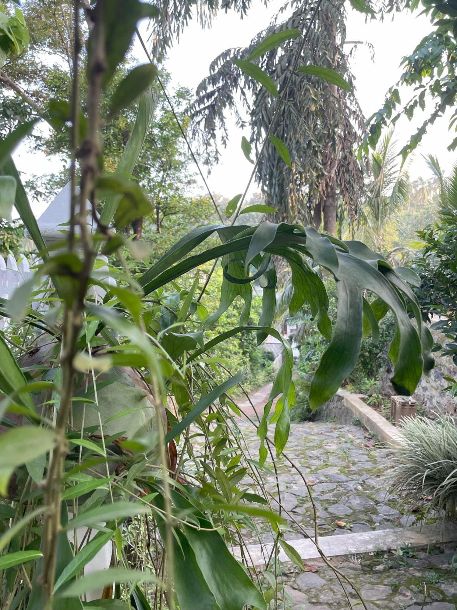 Eco Garden Hiriketiya Hotel Dikwella Ngoại thất bức ảnh